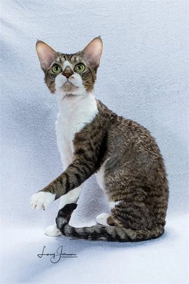 Curly-coated cat with large ears and striking green eyes.