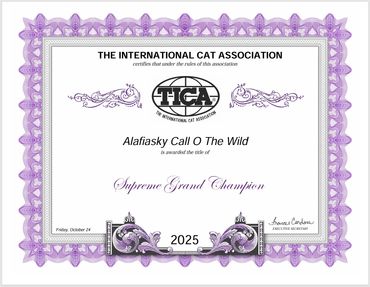 Certificate from The International Cat Association awarding Supreme Grand Champion title.