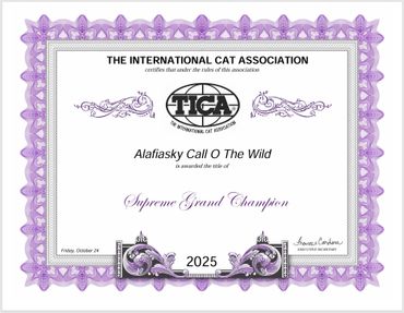 Certificate from The International Cat Association awarding Supreme Grand Champion title.