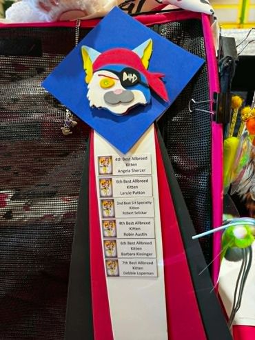 A colorful pirate cat rosette with award ribbons for Best Allbreed Kitten and Specialty.