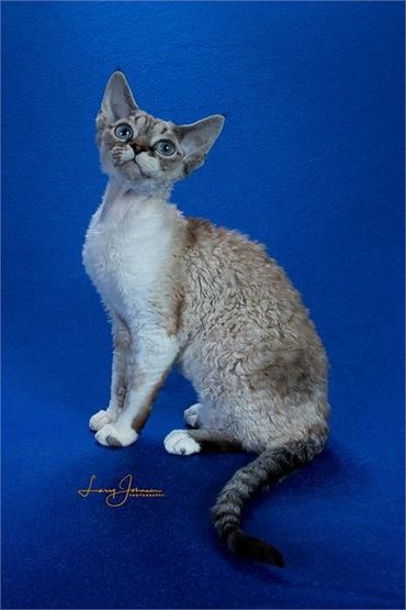 Curly-haired cat with blue eyes sitting against a blue background.