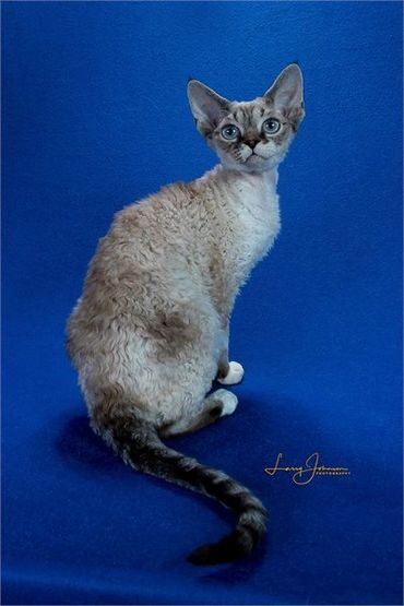 Curly-coated cat with striking blue eyes against a blue backdrop.