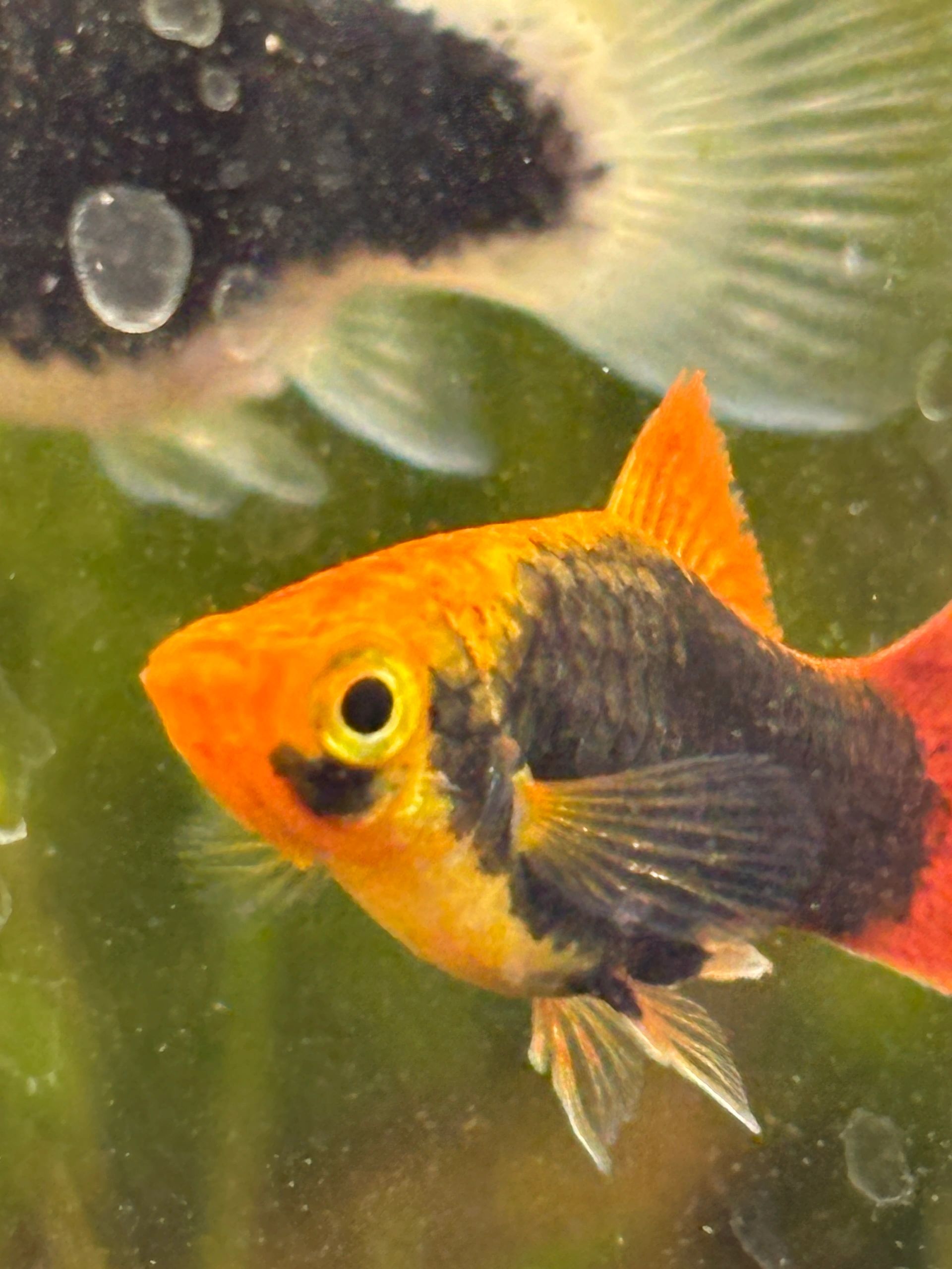 Hawaiian Variatus Platy (Xiphophrous variatus)