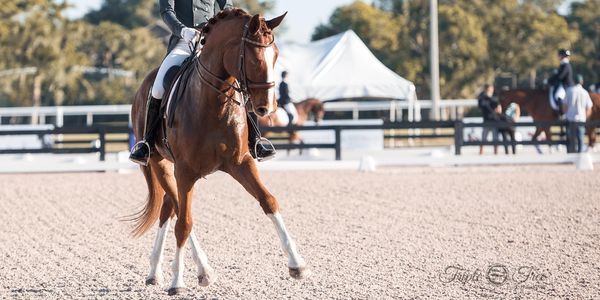 Dressage horse for sale