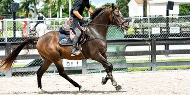 Benidetto gelding