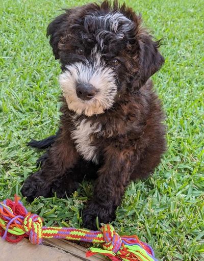 Cute Whoodle in Texas