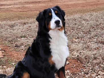 Grizzlie is our AKC Bernese Mountain Dog