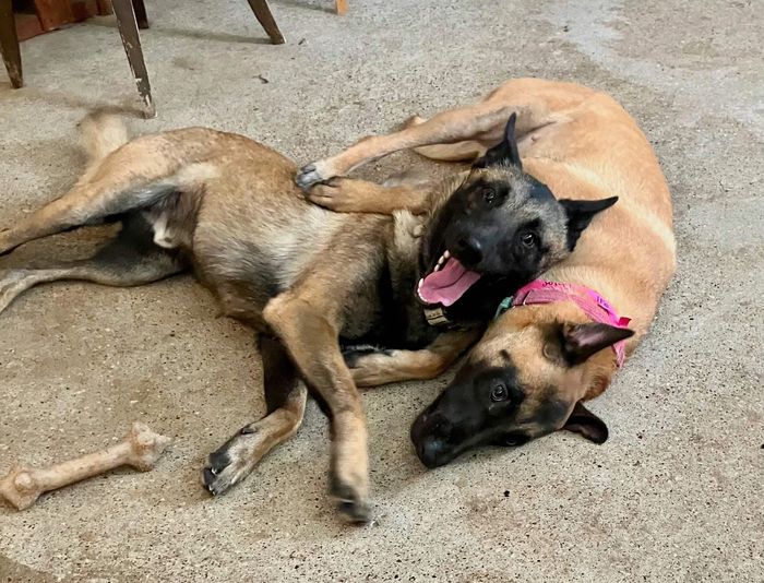 SSS pups Greta (from Corpus Christi Pound) & Max (from the streets of TX) in their forever home. 