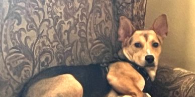 Age : 6 months
Breed : Corgi/Beagle mix
Weight : 25 lb
Good with Dogs, cats, shy at first with peopl