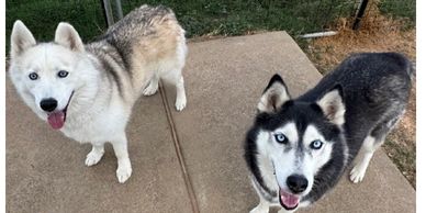 Bonded 6 year old siblings Axel and Canada are looking for a foster or forever home. 