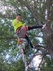 Tree care professional  Lewisville TX