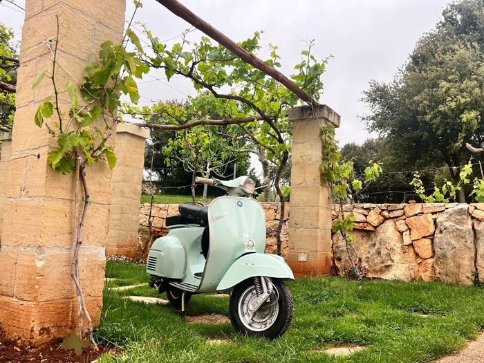 Vintage Vespa GT among the grapevines