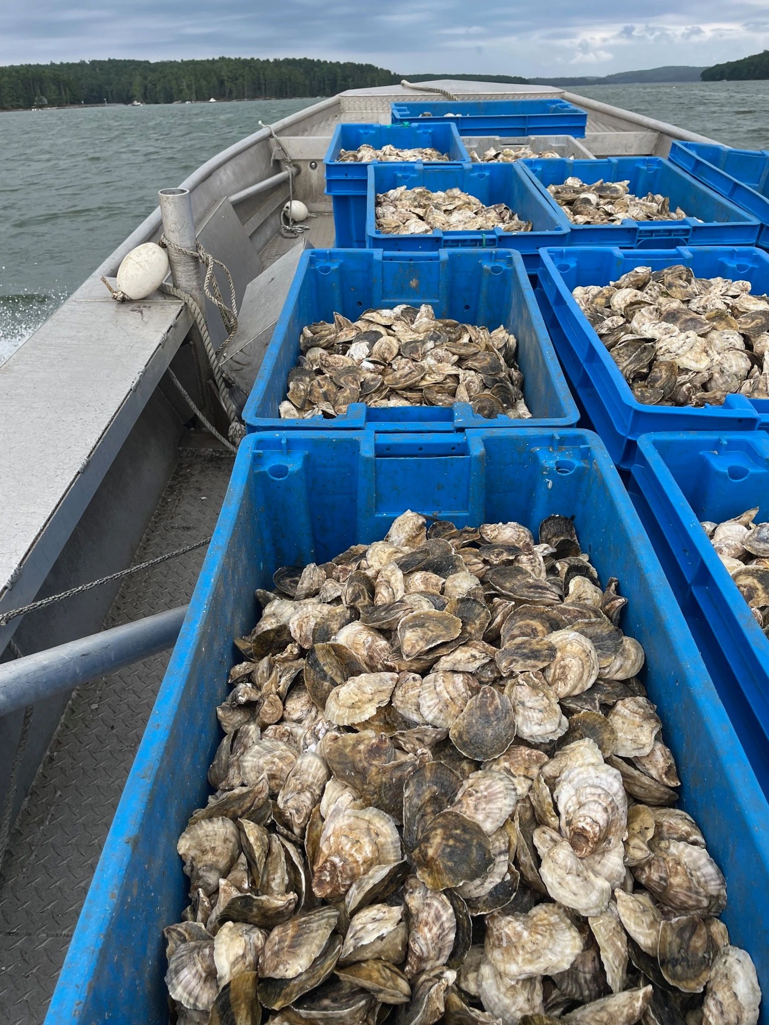 Oysters Johns River Oyster, LLC