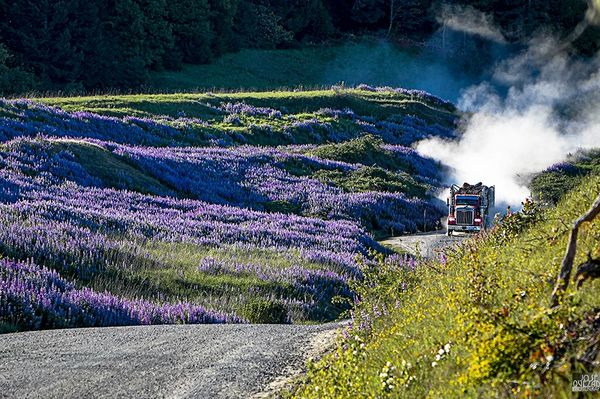 Bald Hills Lupine Log Truck