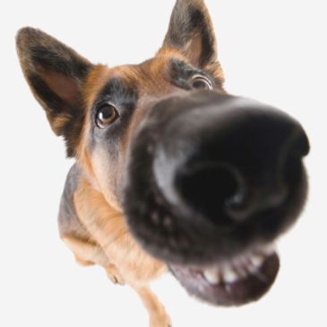 K9 Nose Work ® - DOG STAR TRAINING