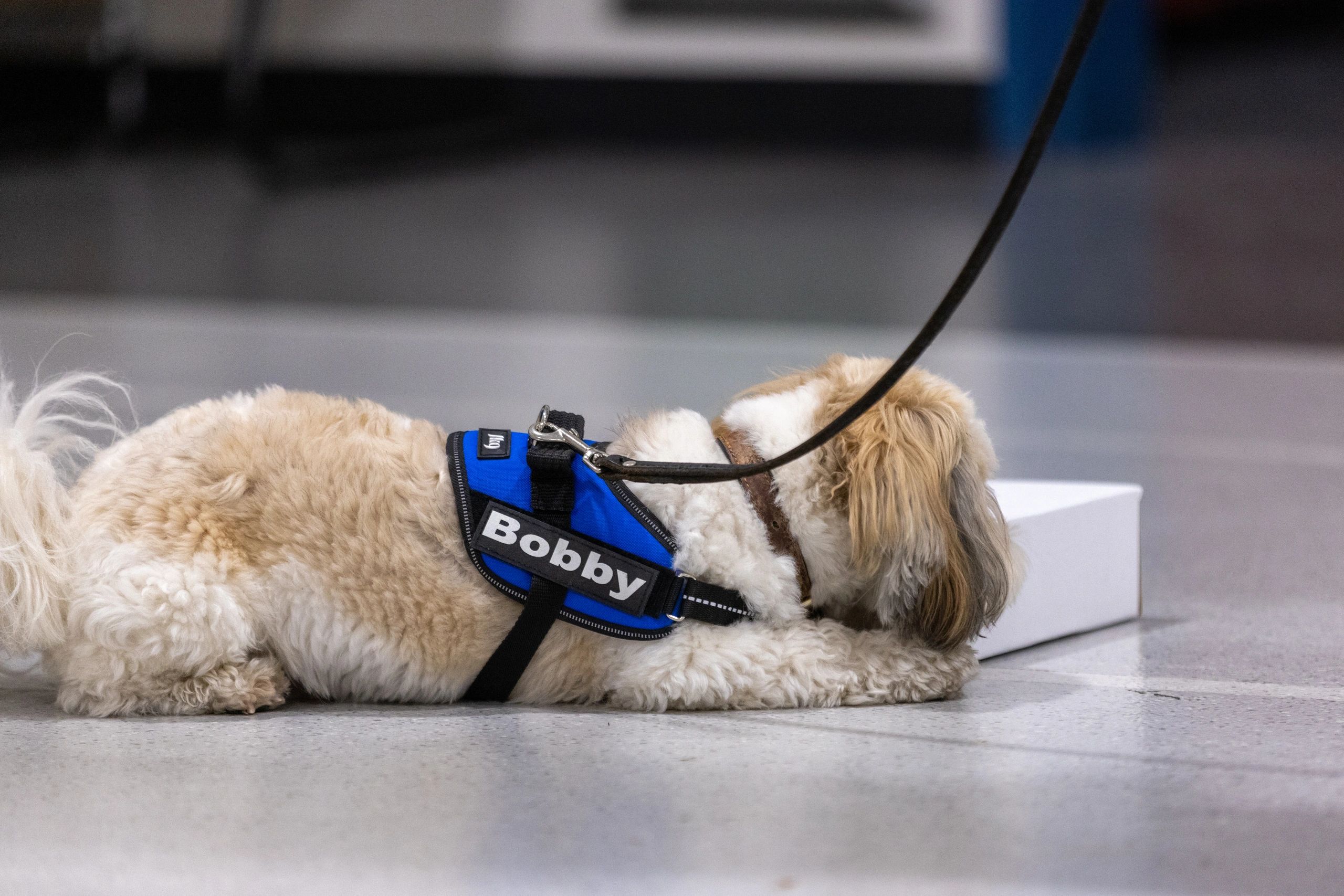 bobby-s-first-akc-scent-work-trial