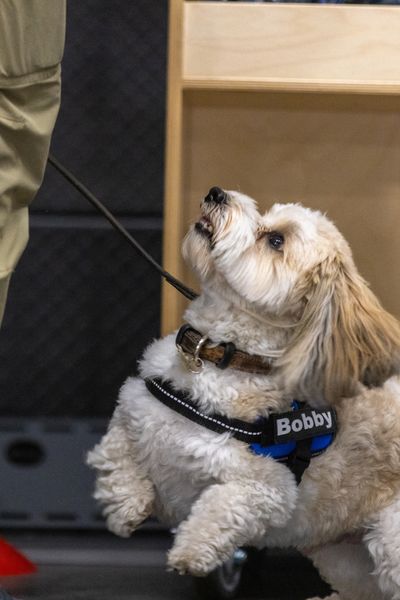 Scent Work Training - K9 Sniffers