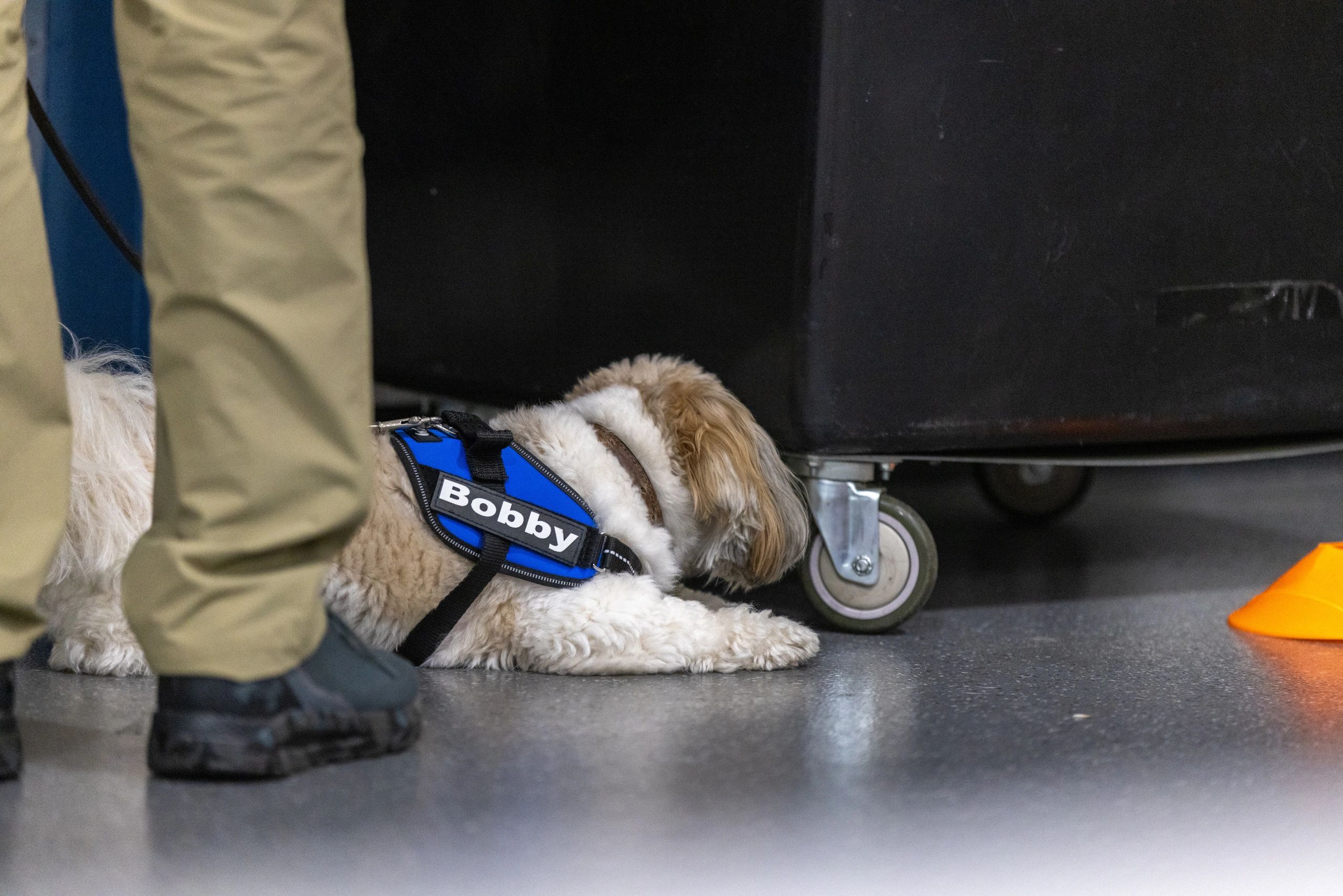 Bobby, a Havanese, Qualifying in Novice Interior AKC Scent Work Trial in Fairfield, CA.