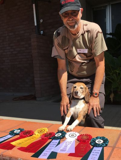 Beagle wins a lot of ribbons at AKC Scent Work Trial in San Jose, CA.