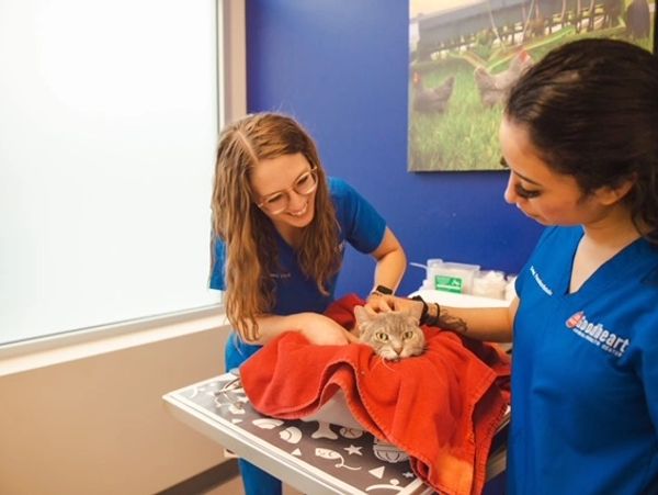 Two veterinarians caring for a cat wrapped in a red towel on an exam table.