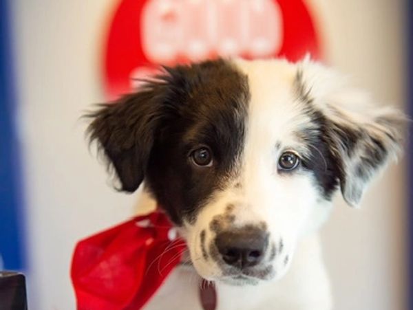 Close-up of a black and white puppy with a red ribbon.