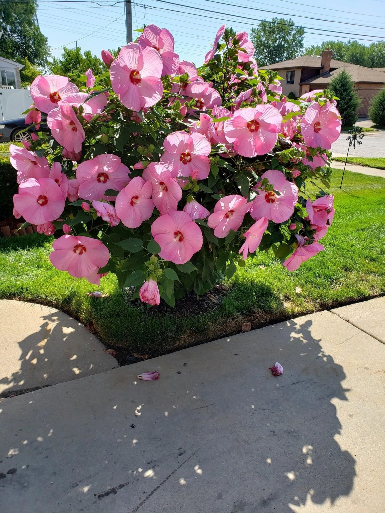 Giant Hardy Hibiscus Home