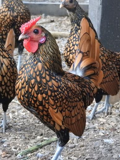 VVF Golden Sebright chickens