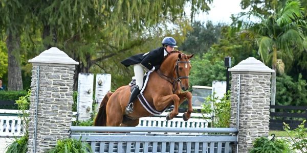 Equestrian rider jumping over an obstacle on a brown horse.