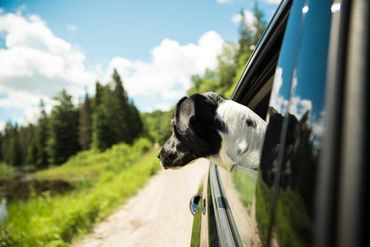 Dog car ride