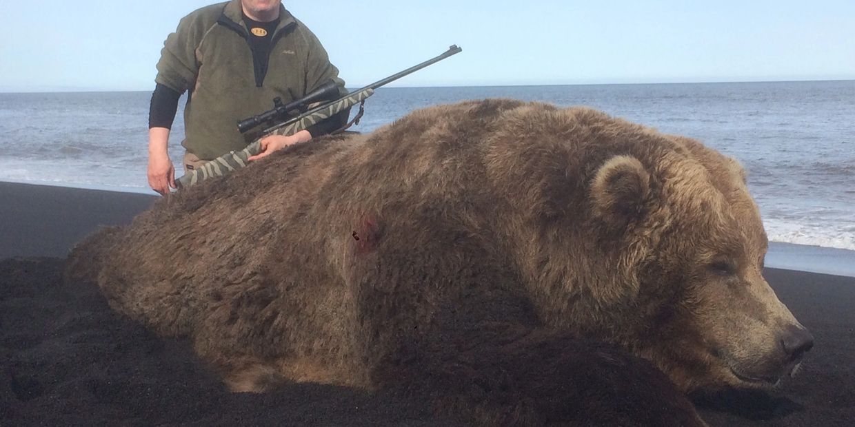 Alaska coastal brown bear on the Alaska Peninsula 