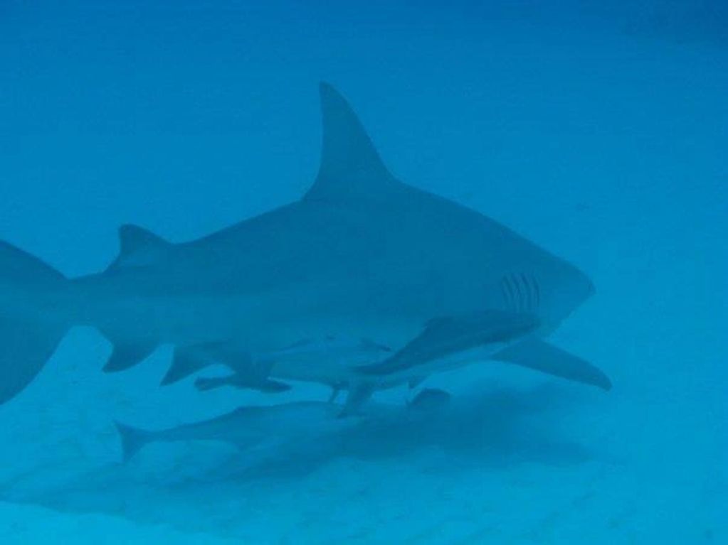 Bull Shark Diving
Ocean Diving in Playa del Carmen, 
Riviera Maya, Mexico