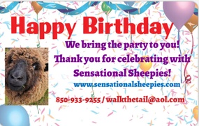 Miniature Sheep  Party