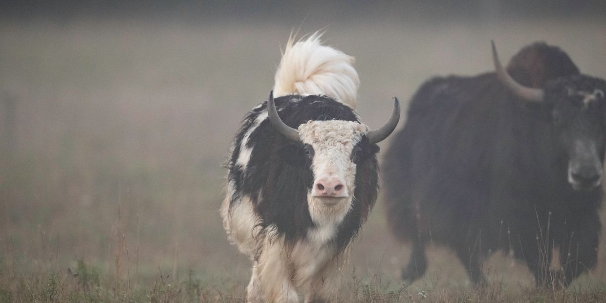 Yak Sasquatch Acres LLC