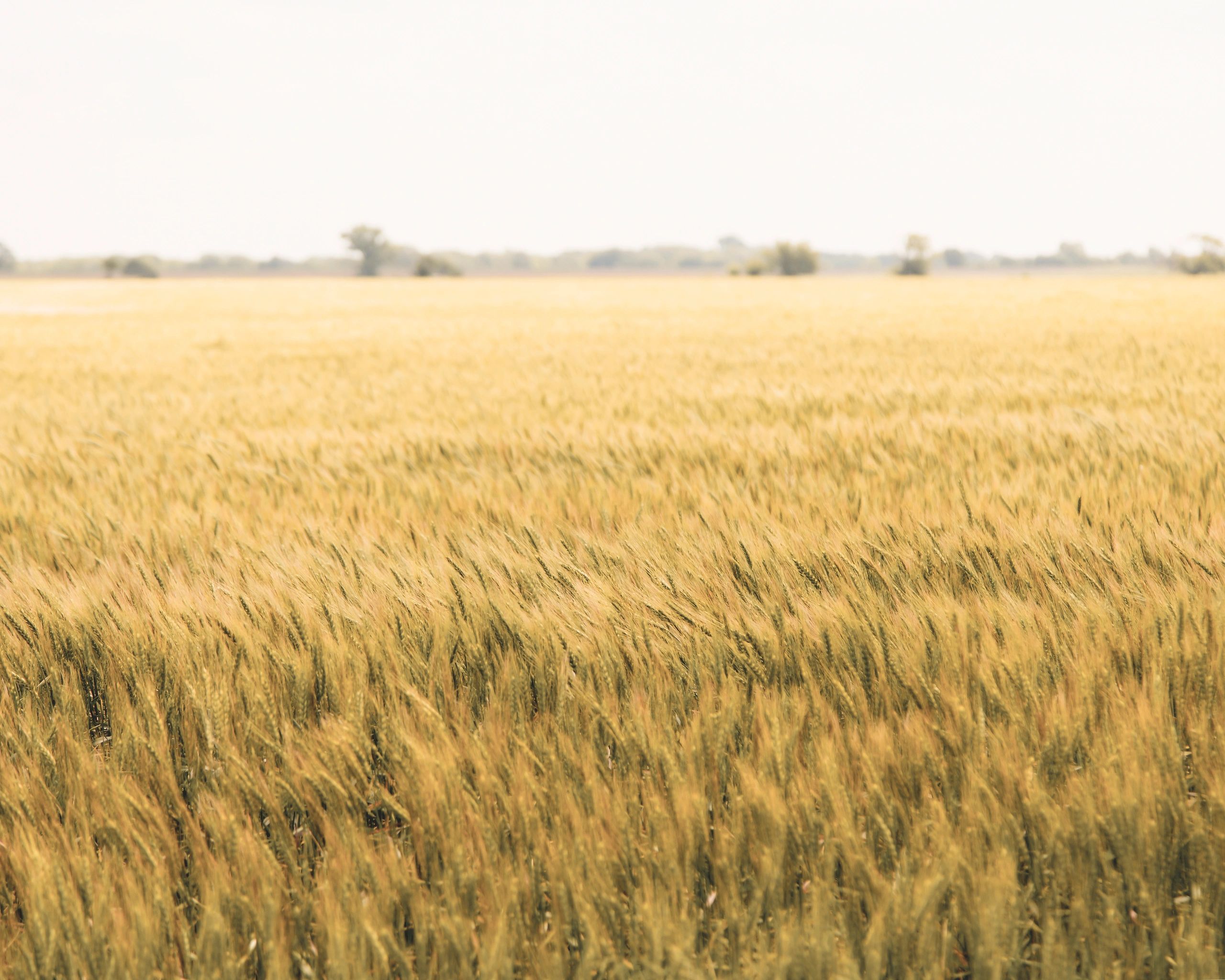 Vast golden wheat field under a bright sky.