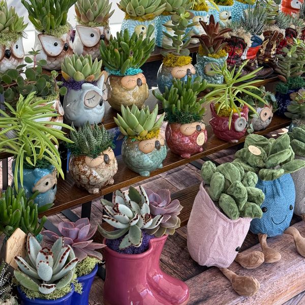 Cute owl and boot-shaped planters with succulents and plush plants.