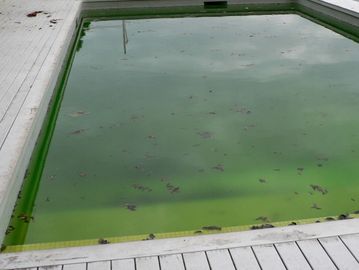 Dirty swimming pool with green algae.