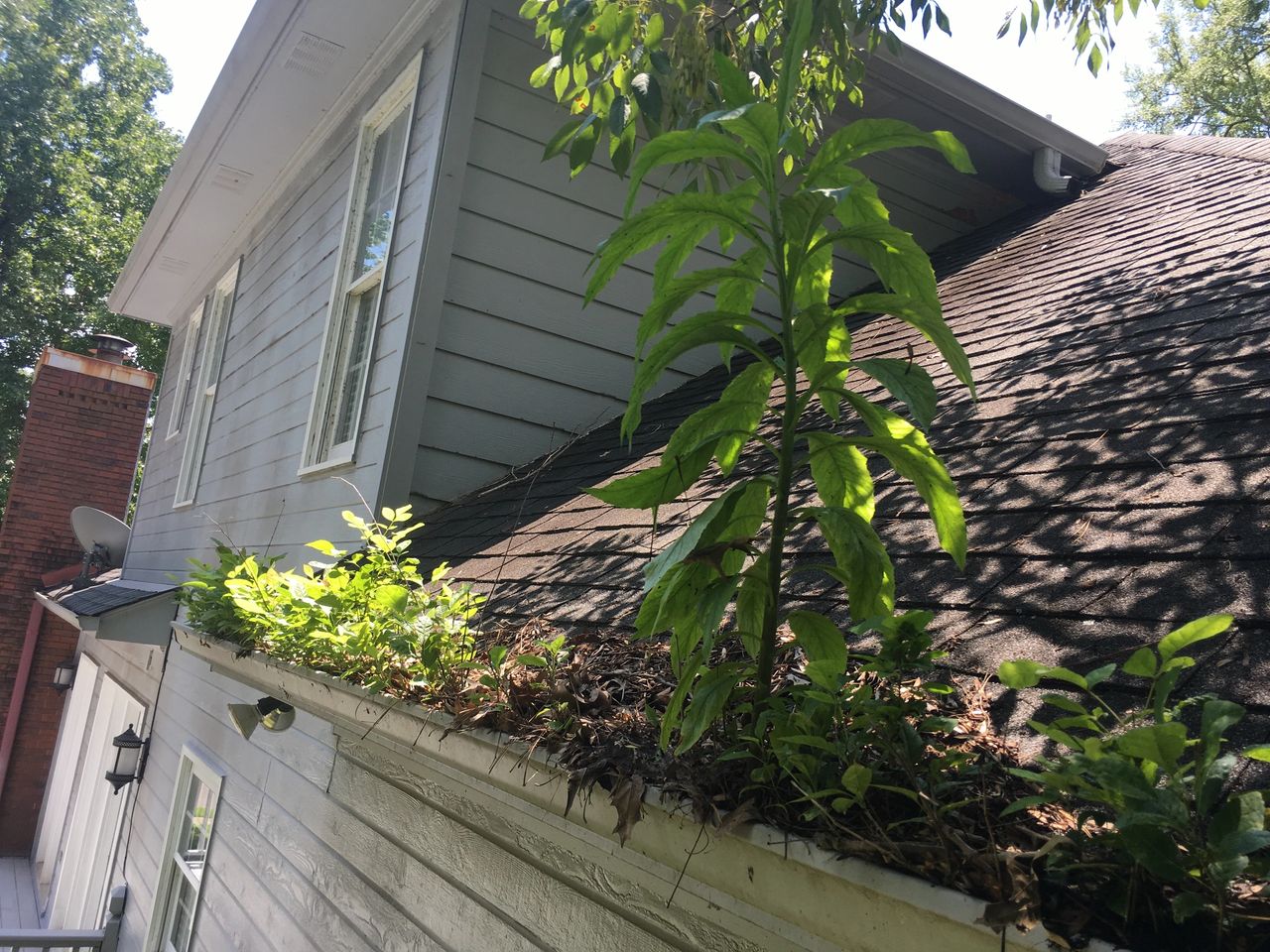 Gutters Full of Debris Mr Gutter