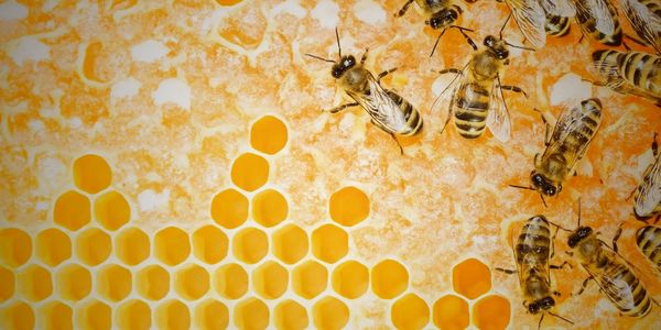 Honey and sugar body scrub