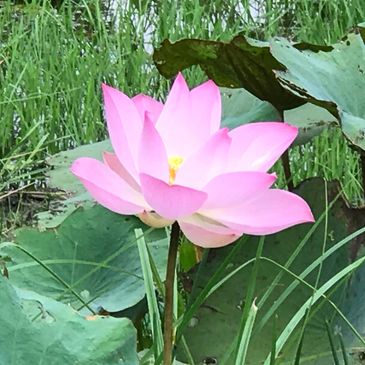 A vibrant pink lotus flower blooming amidst green leaves in a pond.