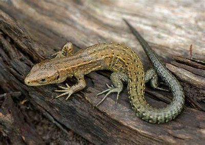 Common Lizard on a log