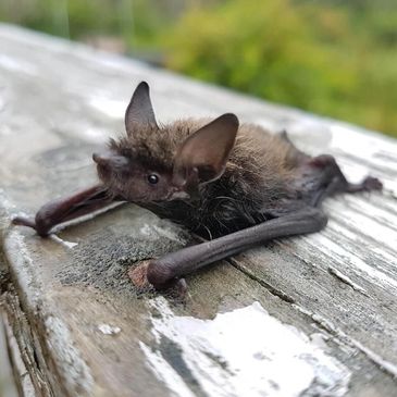 Bat on roof