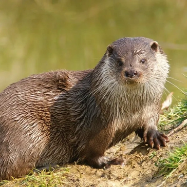 Otter on a river bank