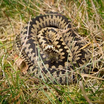 Adder basking in grassland