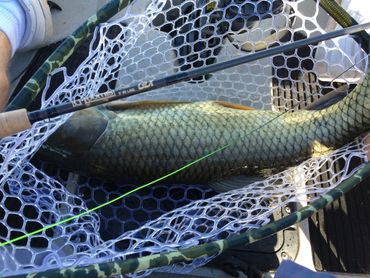 Nice grass carp 