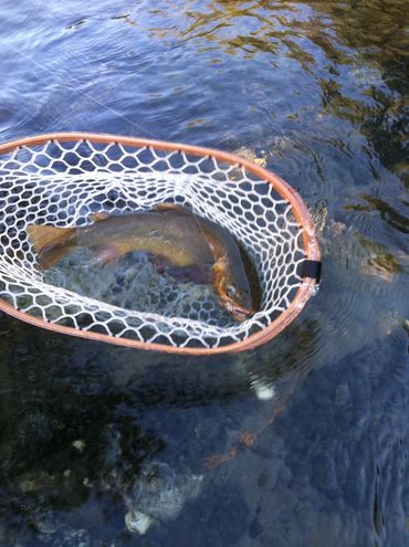 Beautiful Fine spotted cutthroat  