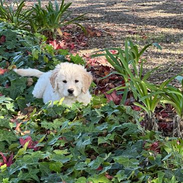A white puppy lies in a garden bed surrounded by green leaves and plants.