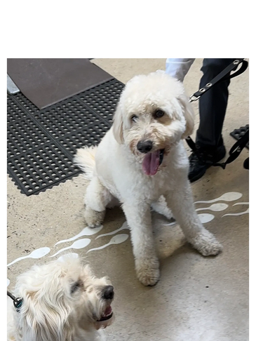 Two happy fluffy white dogs sitting on a concrete floor indoors.
