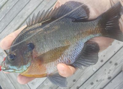 Bluegill sunfish serve many roles in your pond. From bass forage to prized fighters for anglers.  
