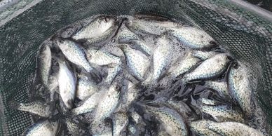 Pond Stocking, Arkansas, Louisiana,trophy bass pond management, fisheries, fingerling stocking; ARC can select form several fish hatcheries to bring you the best quality fingerlings of most any species. bass, bluegill, redear, crappie, catfish, minnows, shiners, tilapia and more. 