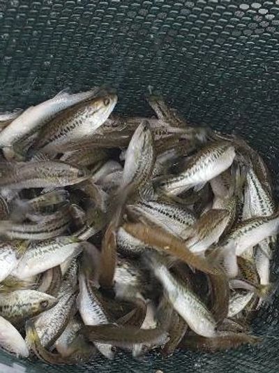 Pond Stocking, Fish fingerling suplier, Fish farm, Fishing pond, Pond fish, Quality fish for stocking your pond, arkansas pond stocking